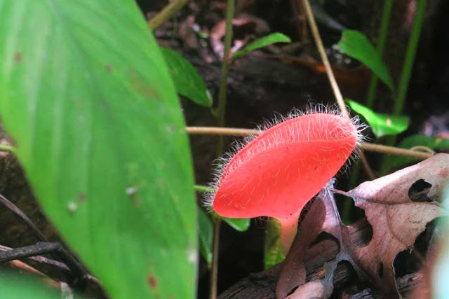 เห็ดแชมเปญ หรือ เห็ดถ้วยชมพู Tarzetta  Rosea ( Rea)  Dennis เห็ดแชมเปญ หรือ เห็ดถ้วยชมพู Tarzetta  Rosea ( Rea)  Dennis