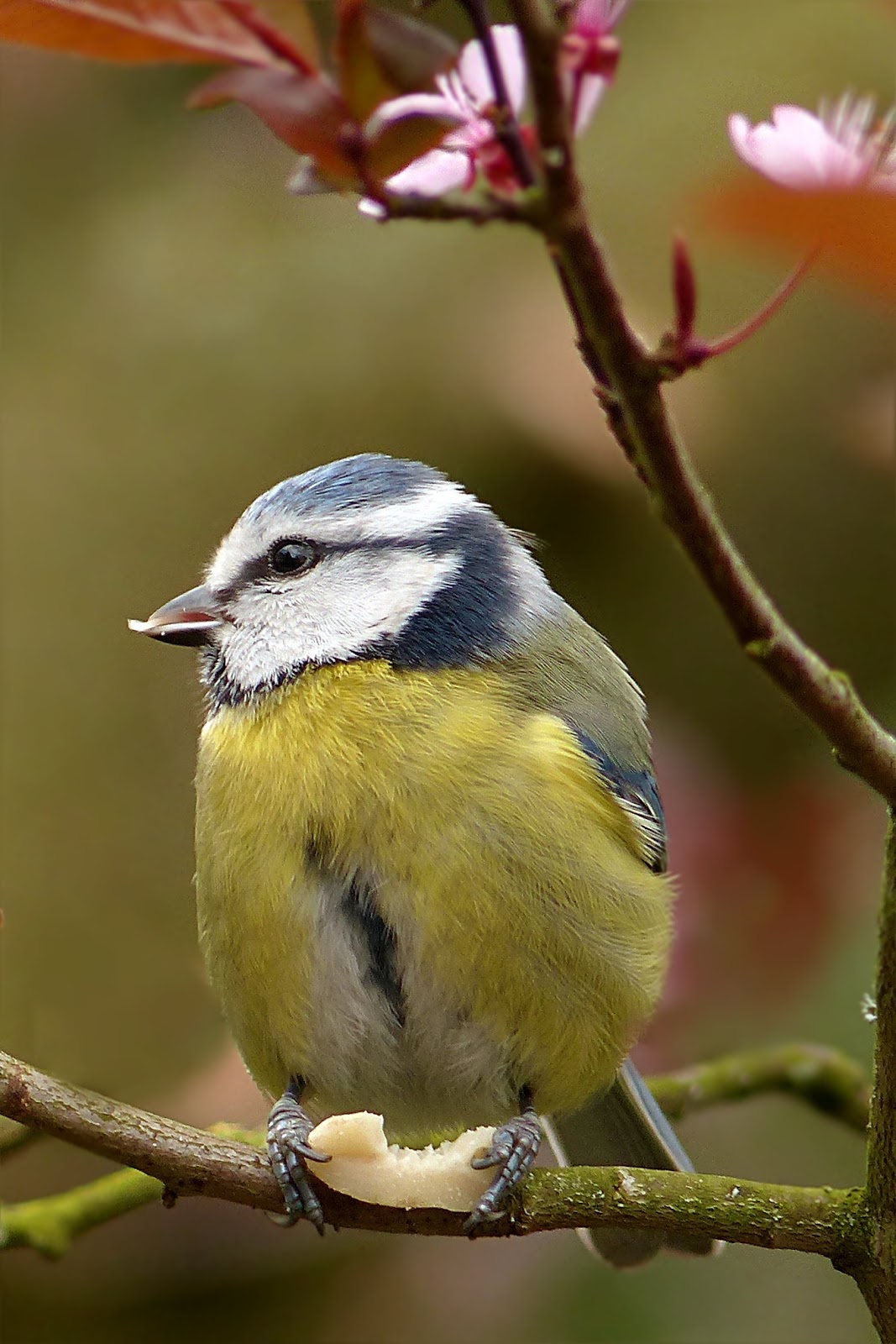 Picture of a blue tit eating. Picture of a blue tit eating.