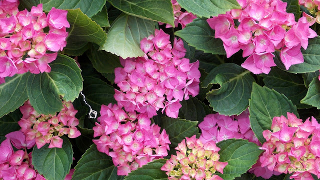 Roze hydrangea bloemen