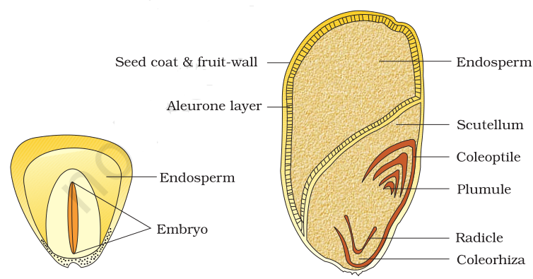 CLASS 11th CHAPTER -5 Morphology of Flowering Plants |Biology | NCERT