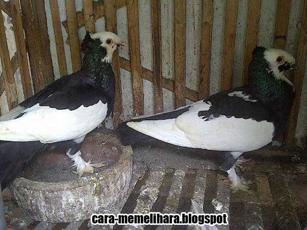 Macam Jenis Dan Corak Warna Merpati Getakan