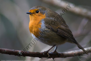 Image of a robin Image of a robin
