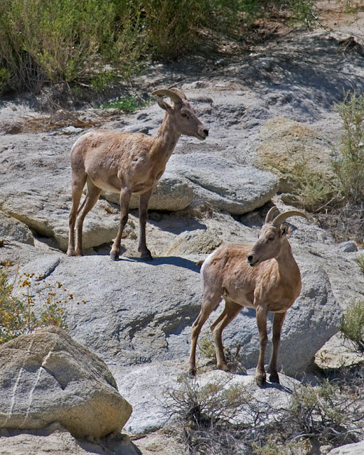 Bighorn Sheep Agua Caliente Park. Bighorn Sheep Agua Caliente Park.