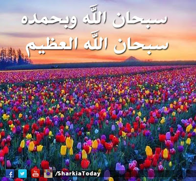 shof_f9dd356595e5d5f