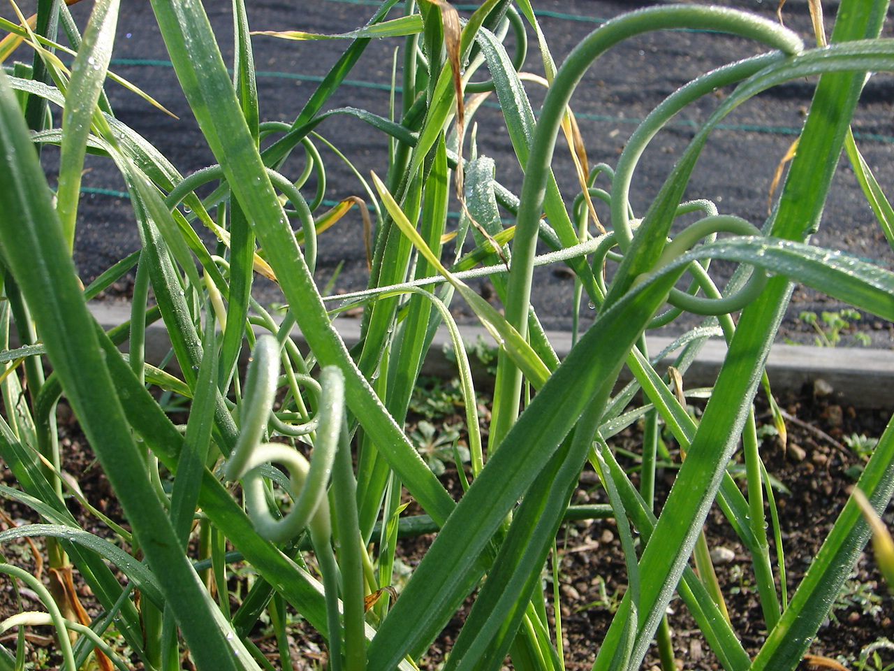 One Love Farm Garlic Scapes