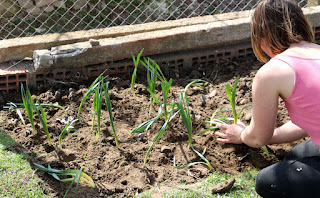 Bulbs going into the ground Bulbs going into the ground