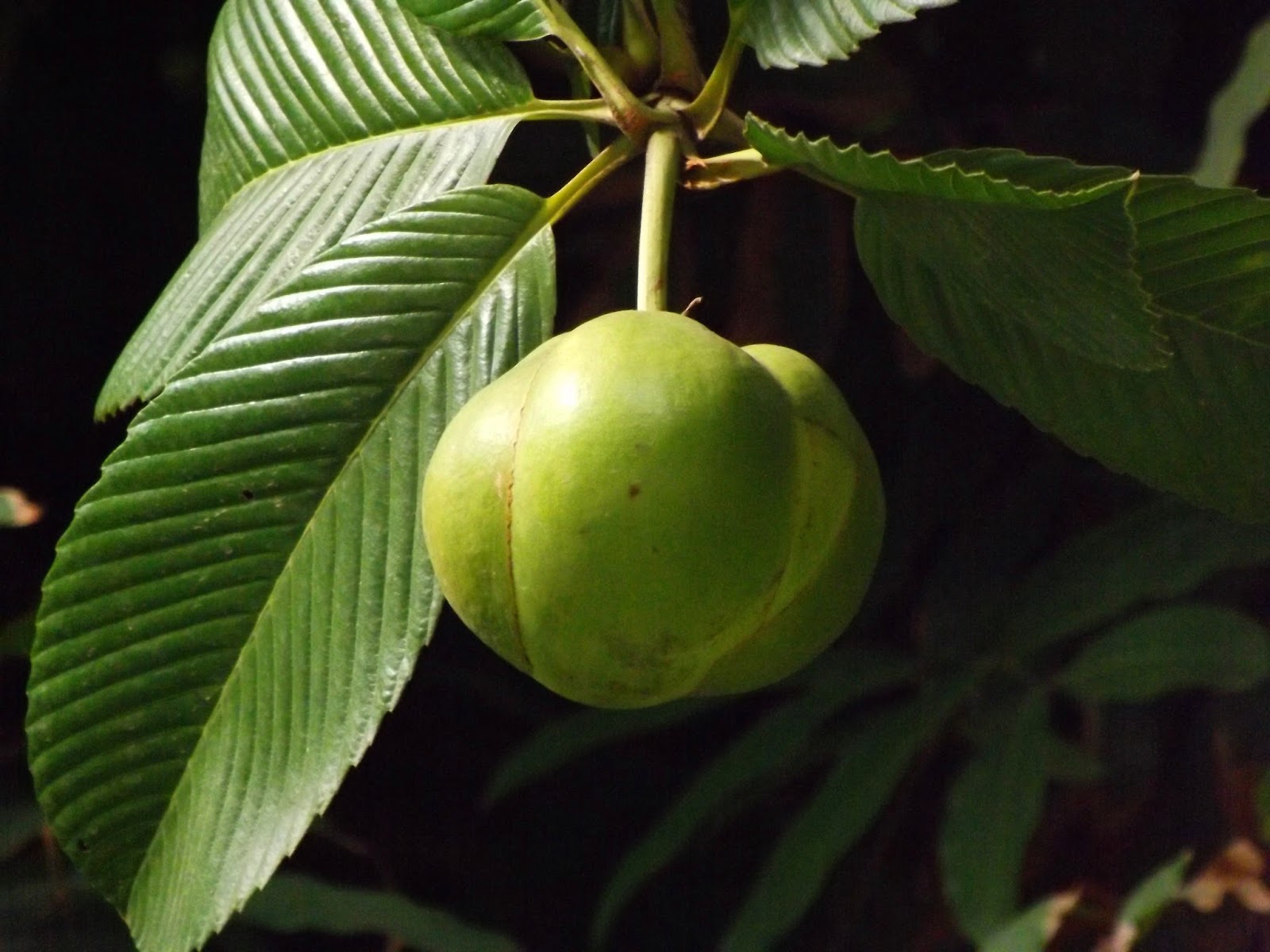 Elephant apple. Dillenia Indica (Дилления). Dillenia Indica, Дилления индийская, Чалта.. Dillenia серрата. Слоновое яблоко.