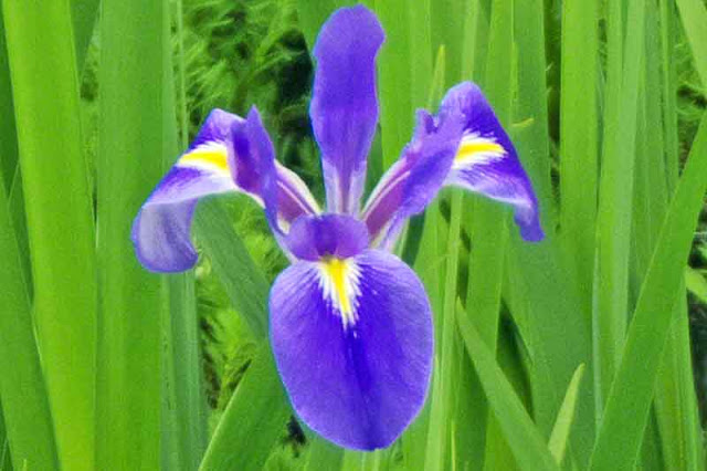 flowers, iris,Wordless Wednesday