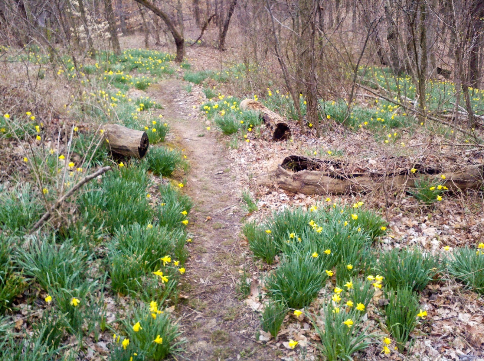 Trails of Louisville Red Trail Jefferson Memorial Forest