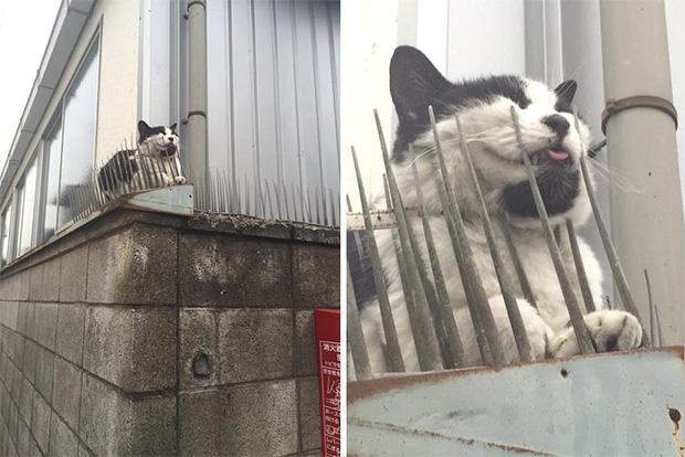 Người Nhật mua bẫy gai để ngăn mèo chạy nhảy lung tung, kết quả khiến ai cũng "dở khóc dở cười"