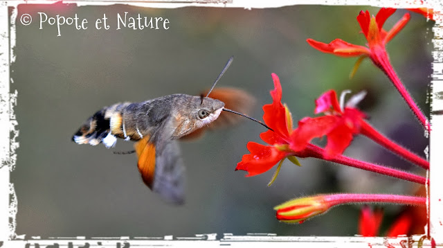 © Popote et Nature - papillon moro sphinx
