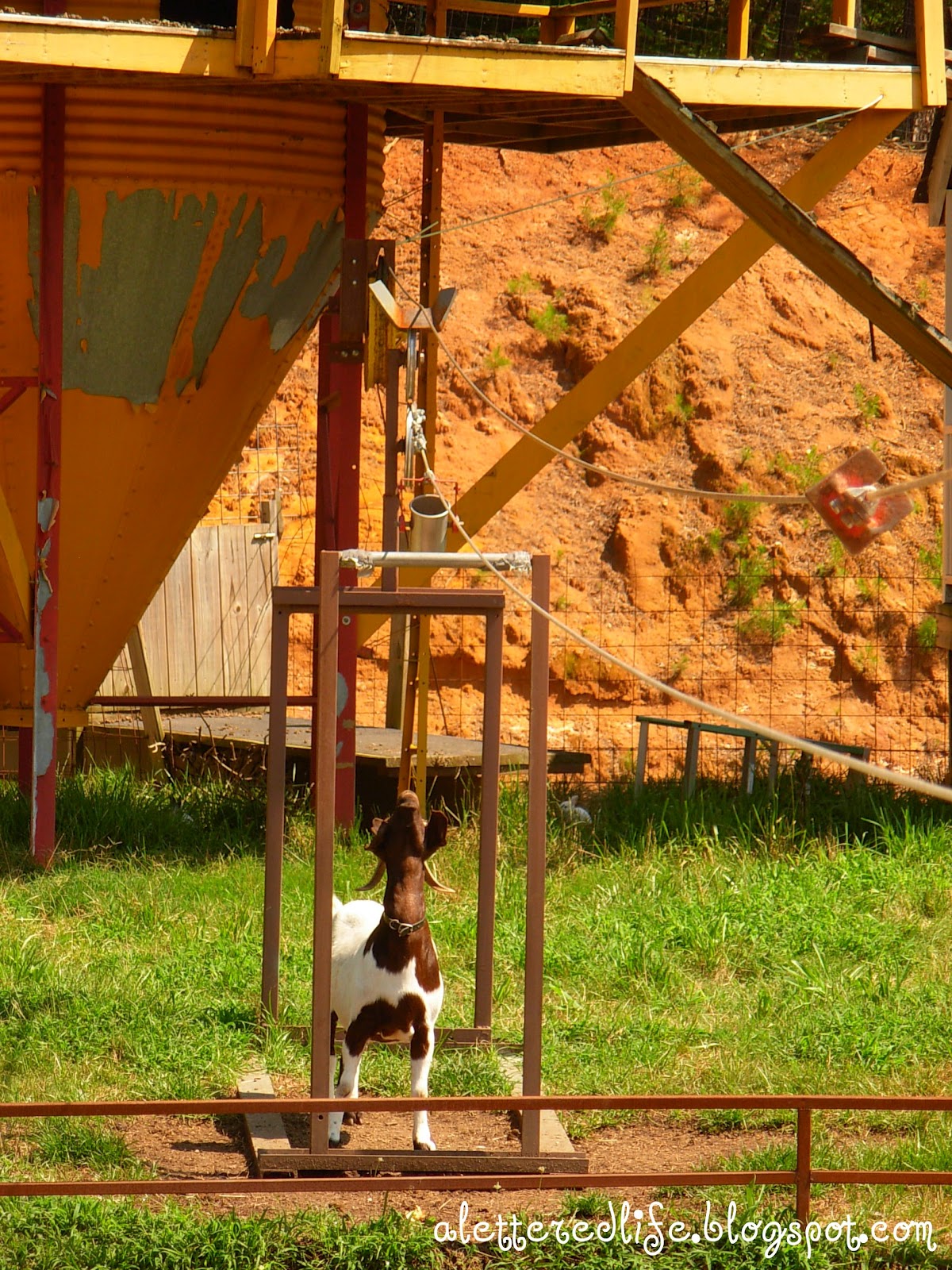 The Goat Coaster At Goats On The Roof - c4mvh1x