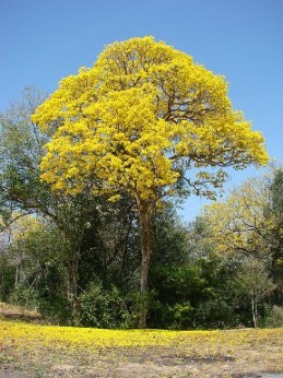 Árbol Araguaney, orgulloso floreces. Poesía corta para día del árbol en la escuela, comunidad. Araguaney, árbol nacional de Venezuela. Mayo. Día del árbol, matas, plantas de Venezuela.