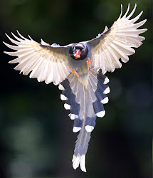 magpie taiwan urocissa caerulea coming land taipei bird birds