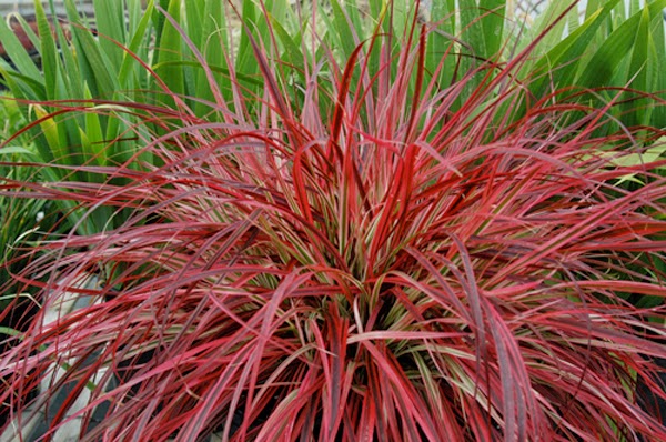 PlantWerkz: Red Fountain Grass - Pennisetum Rubrum