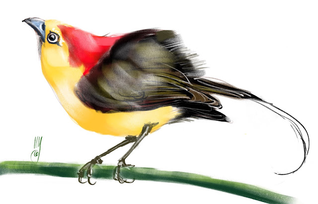Wire-tailed manakin a bird painting by Artmagenta