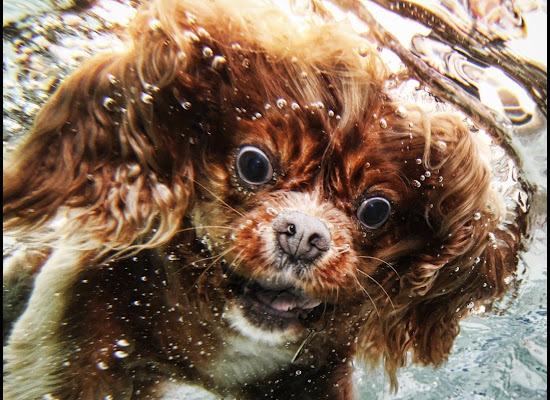 fotografías de perros nadando bajo el agua