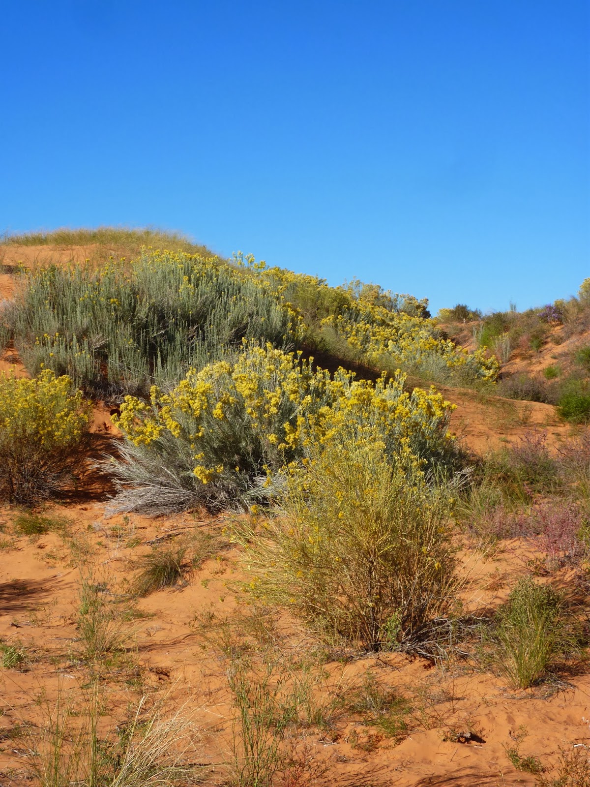 Travels in the Pacific Northwest and Elsewhere Coral Pink Sand Dunes