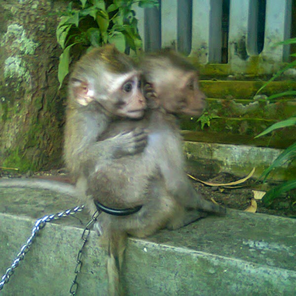 Monyet berdua makan foto lagi Foto Monyet