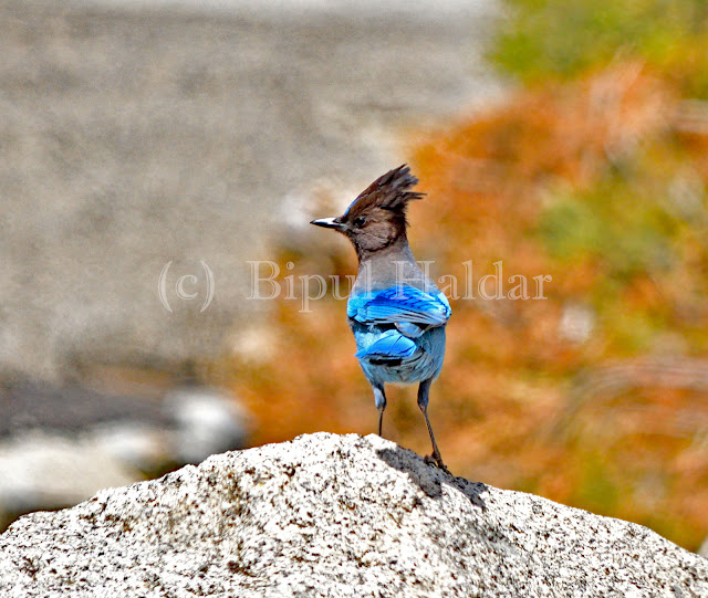A Steller's Jay A Steller's Jay