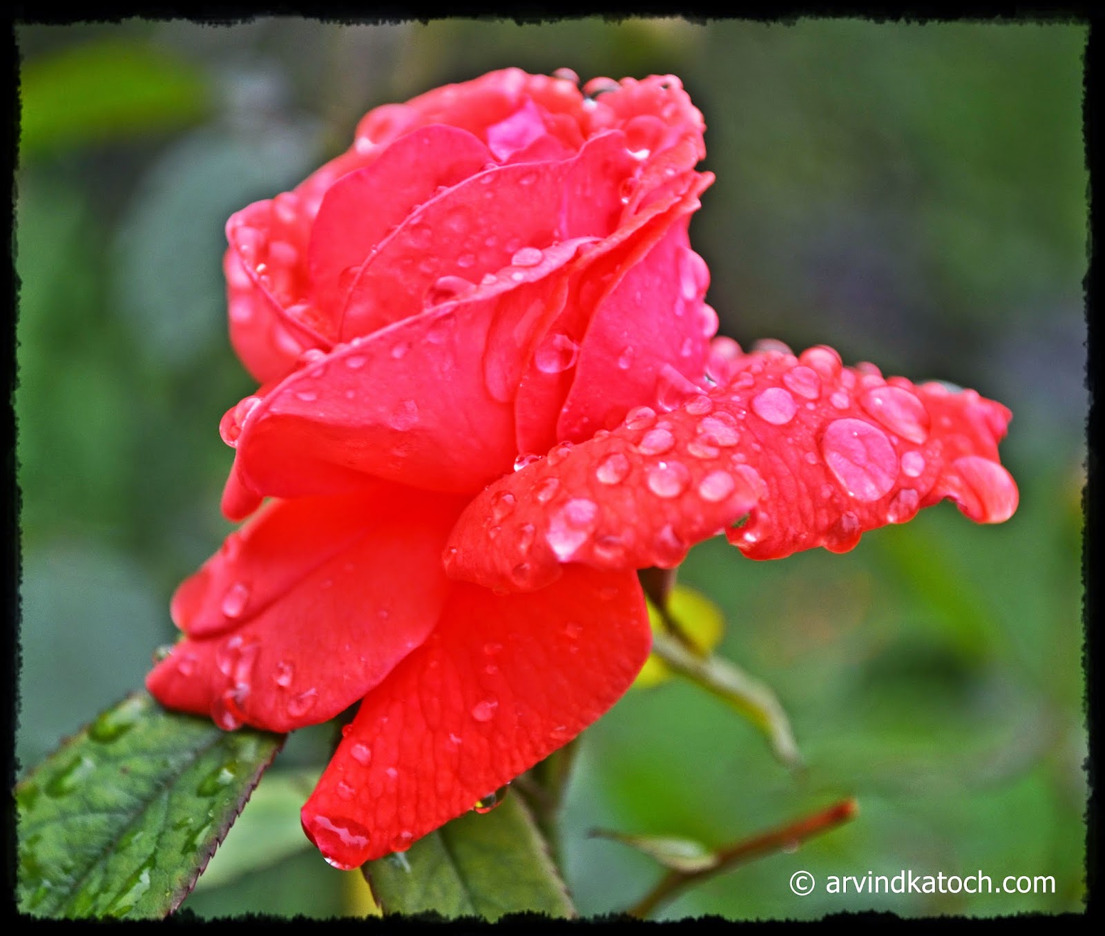Red Rose, Water Droplets, flowers