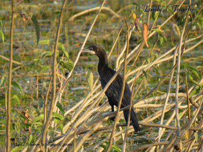 Little cormorant, Microcarbo niger