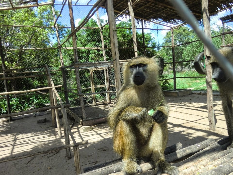 A visit to Dar es Salaam Zoo, Tanzania: a best kept place