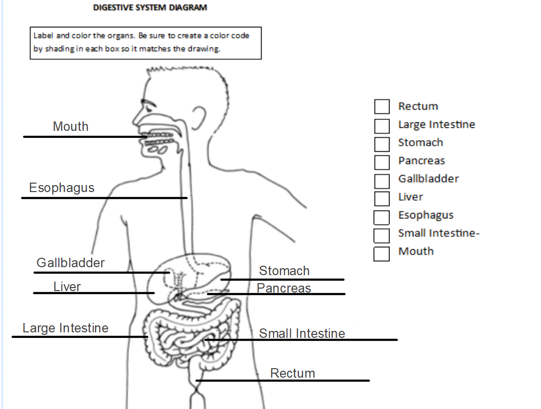Digestive System Diagram Labeled Quiz