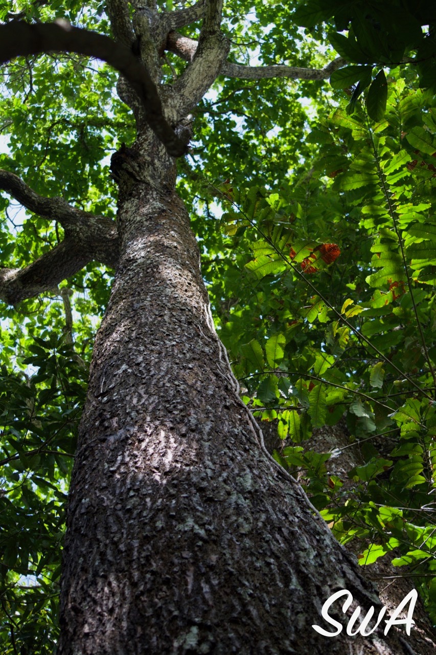 Tropical Biodiversity Santarém Pará Brasil Brazil nut tree at