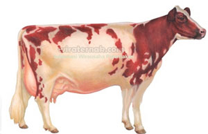 Sapi Perah Ayrshire Ternak sapi perah