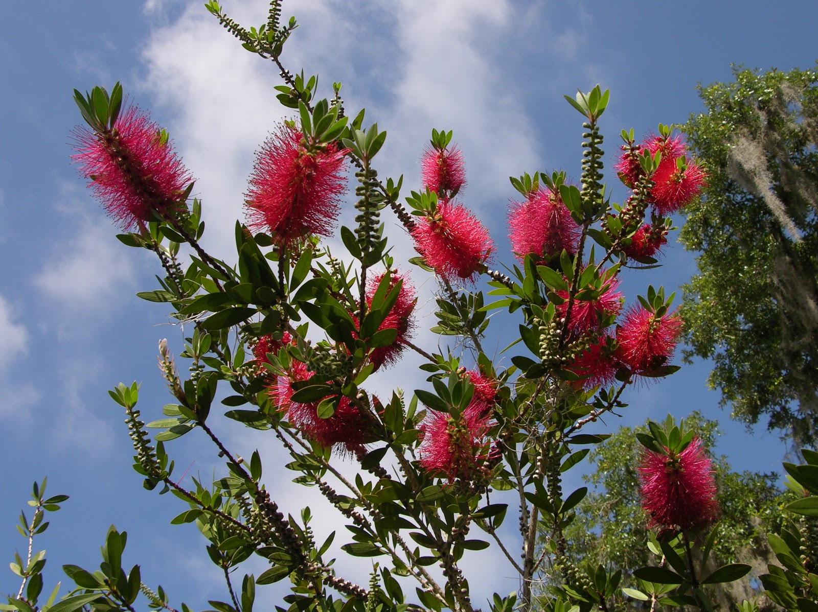outdoorscribe Bottle brush tree a little late blooming this year, but