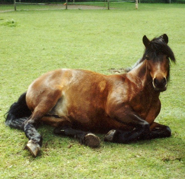Pferde, unsere stolzen Freunde Wie, wann und wie lange schlafen Pferde?