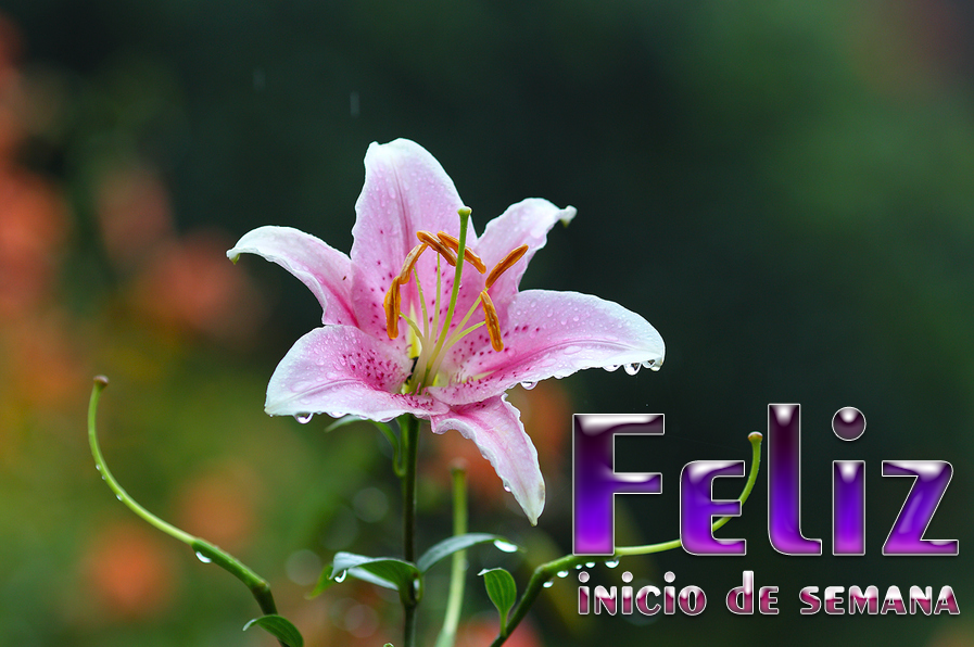 Banco de Imágenes Gratis: Feliz inicio de semana (3 Mensajes para