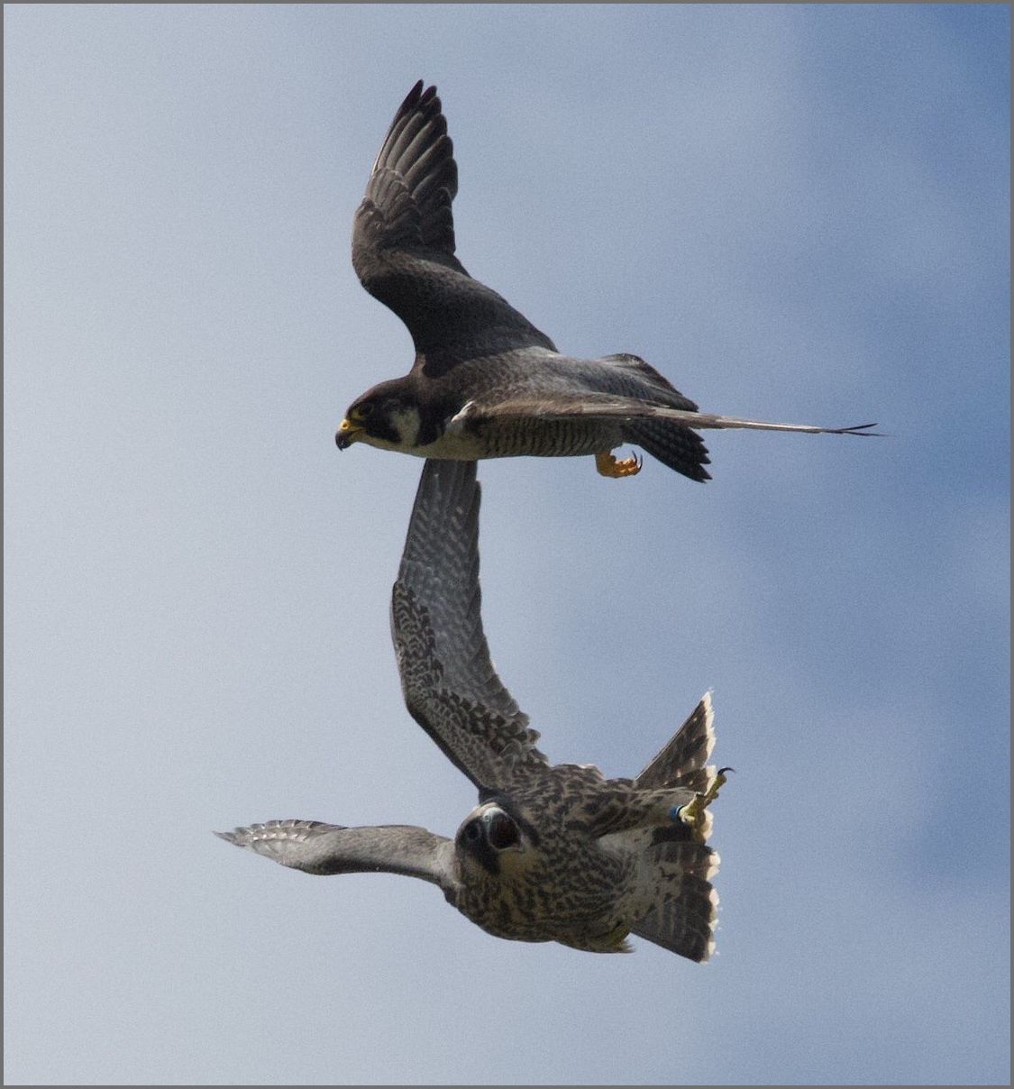 AVON BIRDS 210619 Friday Longest day Pinkfooted Goose