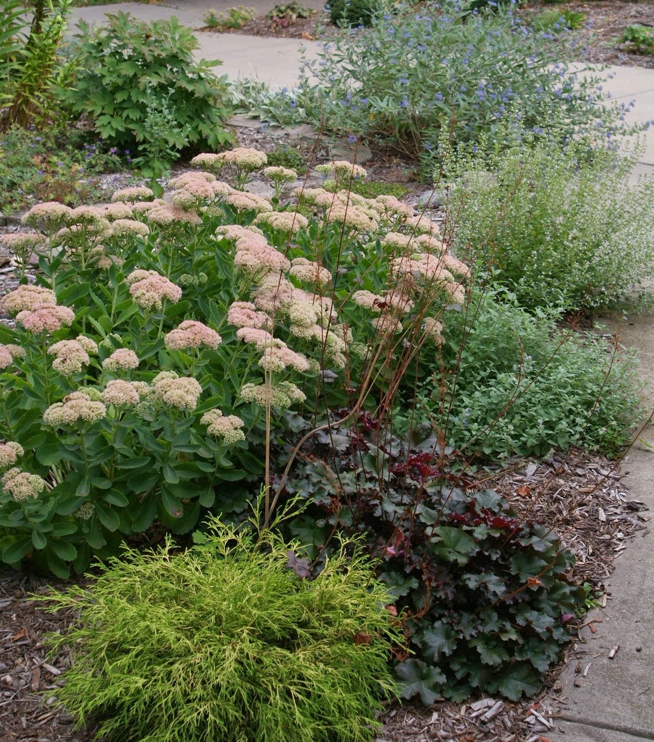 Visit My Garden: Evergreen Shrubs