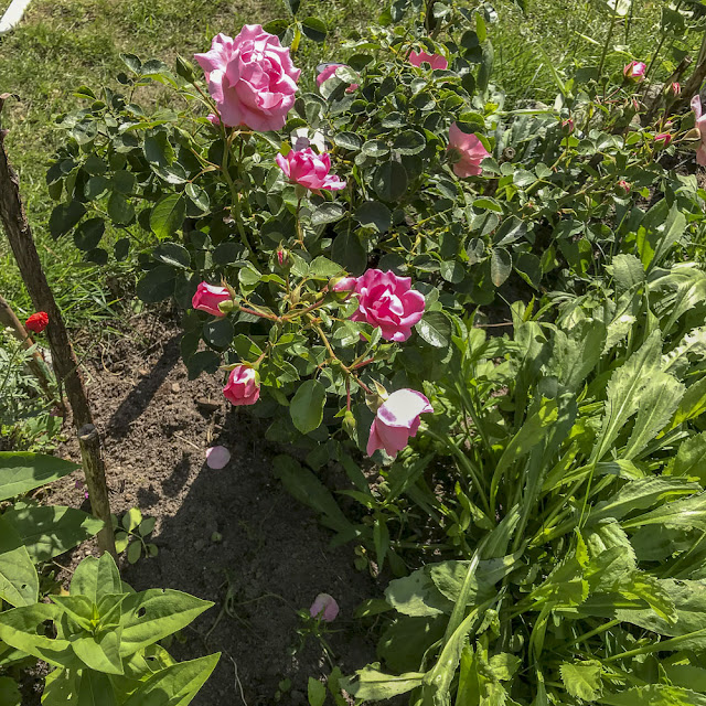 rosem sommerwind ros, sommerwind