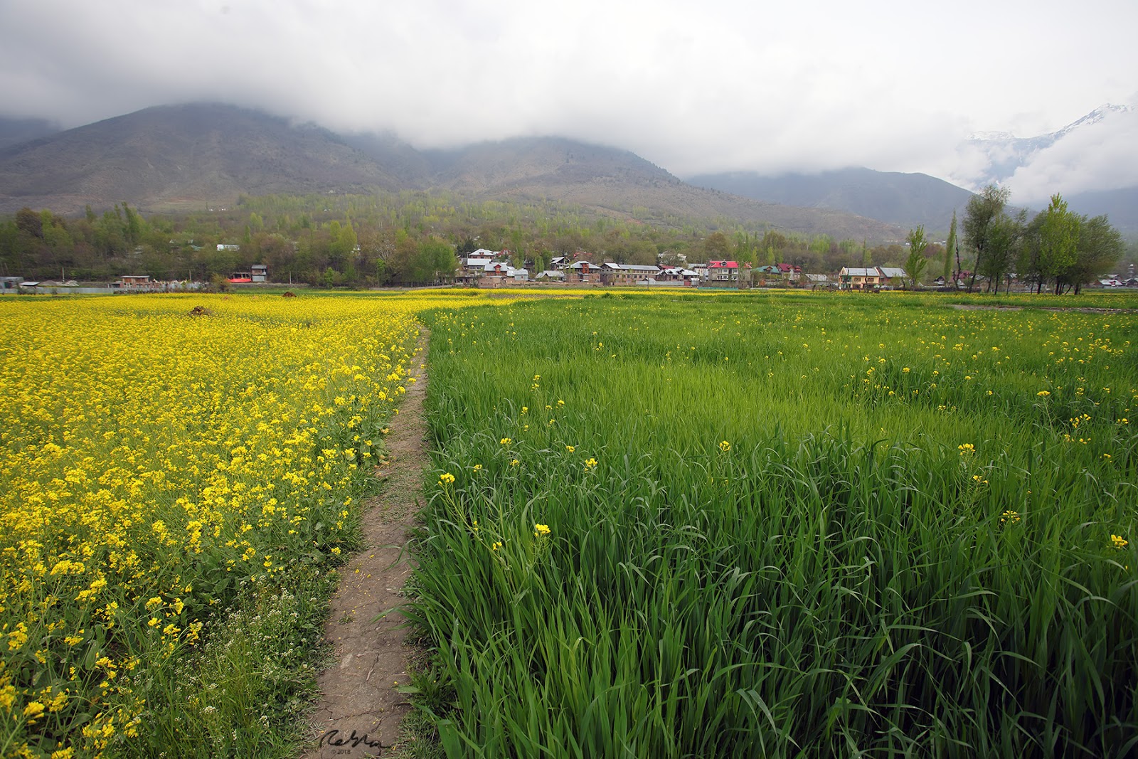 birds and nature photography raub common birds of srinagar kashmir common birds of srinagar kashmir