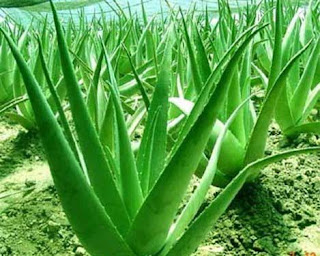 Daun Lidah Buaya Daun Lidah Buaya