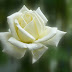 5 fiori dedicati alla mamma