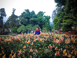 Enjoy The Holiday In The Garden With Peruvian Lily Flower Plants At Ulun Danu Bratan, Tabanan, Bali, Indonesia