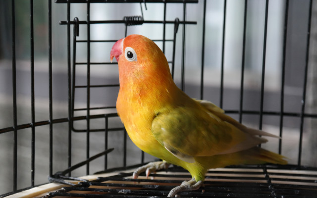 Daftar Harga Burung Lovebird Terkini Tahun 2019 Kicauan Burung