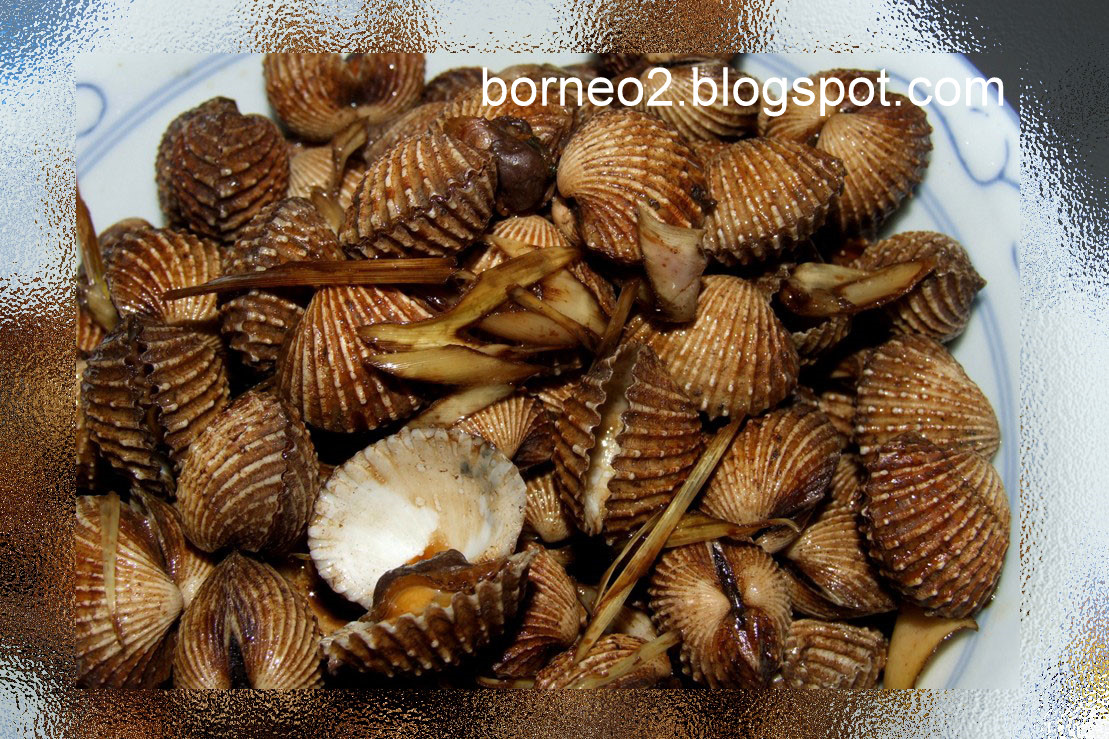 Borneo Island, Awaken To A Different World Clam Ark Clam (Marine