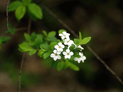 THƠ: Chuyện của LÁ