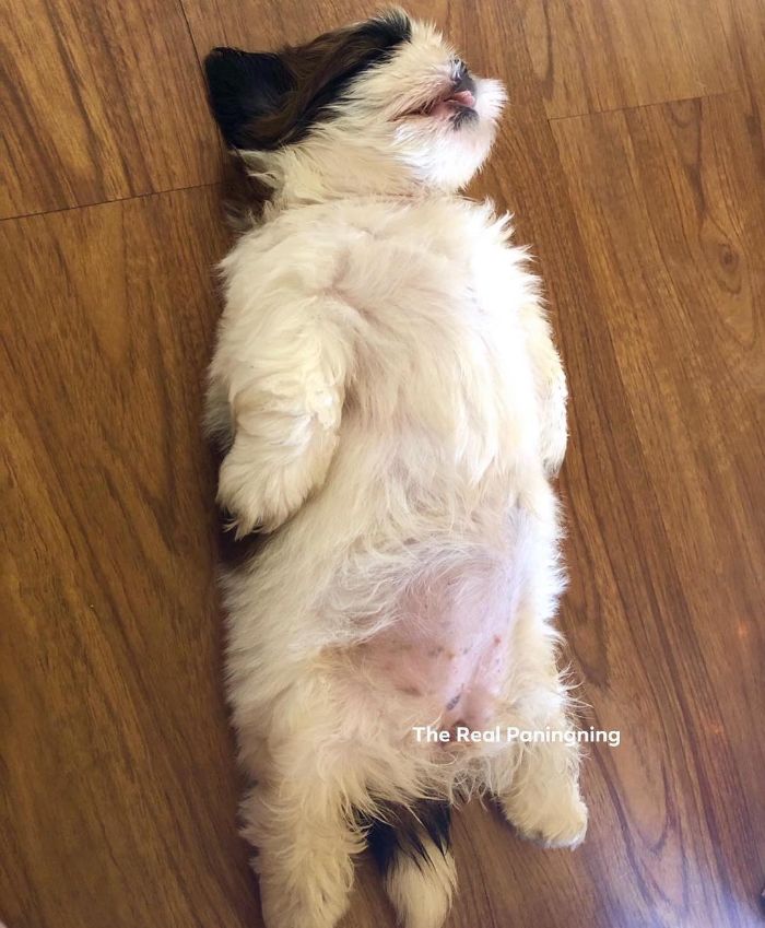 30 Hilariously Adorably Pictures Of Puppy Sleeping As If She Was 'Turned Off' 30 Hilariously Adorably Pictures Of Puppy Sleeping As If She Was 'Turned Off'