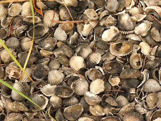 Aboriginal midden with cockle shells near Weipa Close up of cockle shells