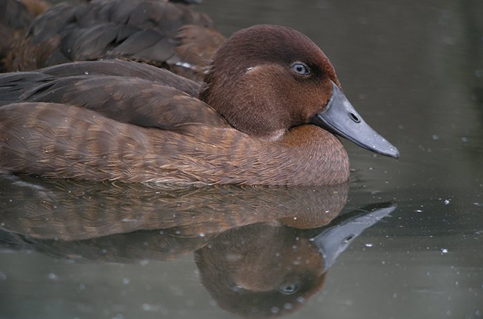 15 Animals That Are In Danger Of Extinction (Unless We Try To Protect Them) - Madagascar Pochard