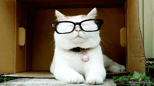Kumpulan Gambar Kucing Bergerak Lucu Banget Lucu Pool Kumpulan Gambar Kucing Bergerak Lucu Banget Lucu Pool