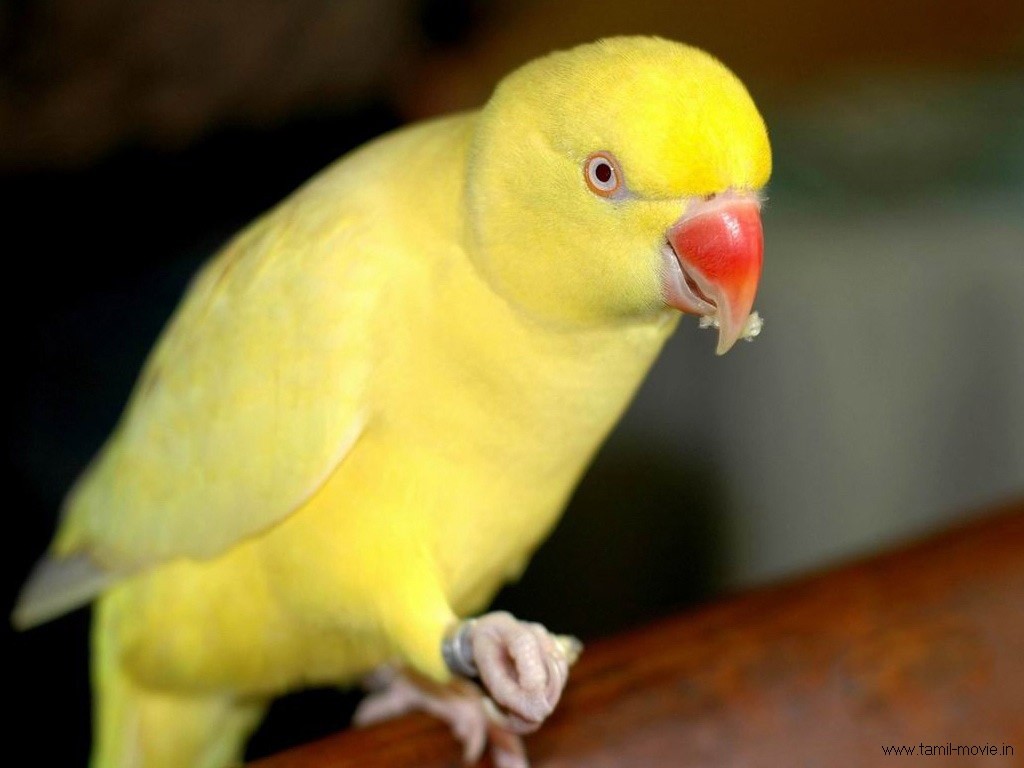 Yellow Parrot HD Wallpapers, Images, Pictures, Photos WALLPAPERS LAP