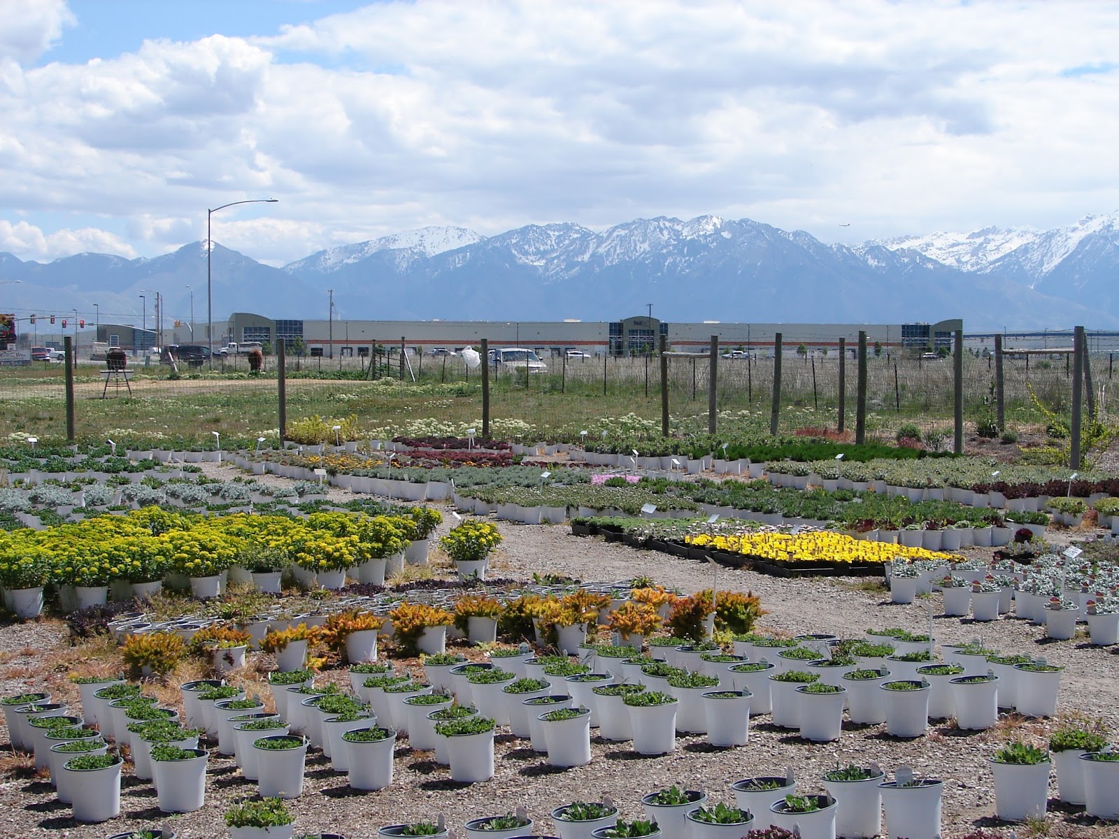 New Utah Gardener Where Can I Buy Waterwise and Xeric Plants In Utah