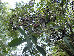 Elderberries ripening